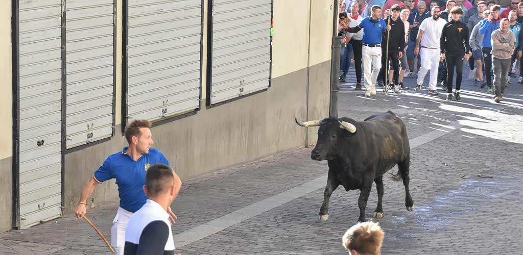 encierro-miercoles-cuellar-2025-paseos-ES-JS_0941 Encierro del Miércoles de 2025 con novillos de Montes de Oca. | Foto: Jesús Santana |