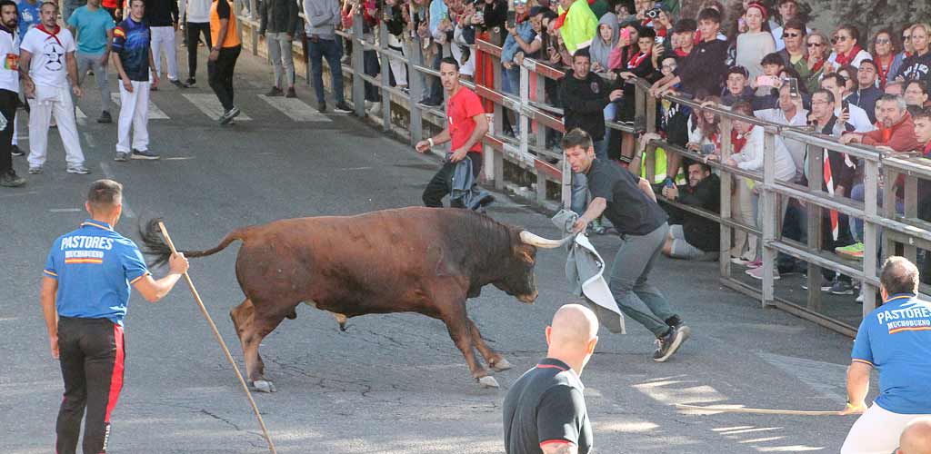 encierro-miercoles-cuellar-2025-paseos-ES-NPM_8896 | Foto: Nuria Pascual |