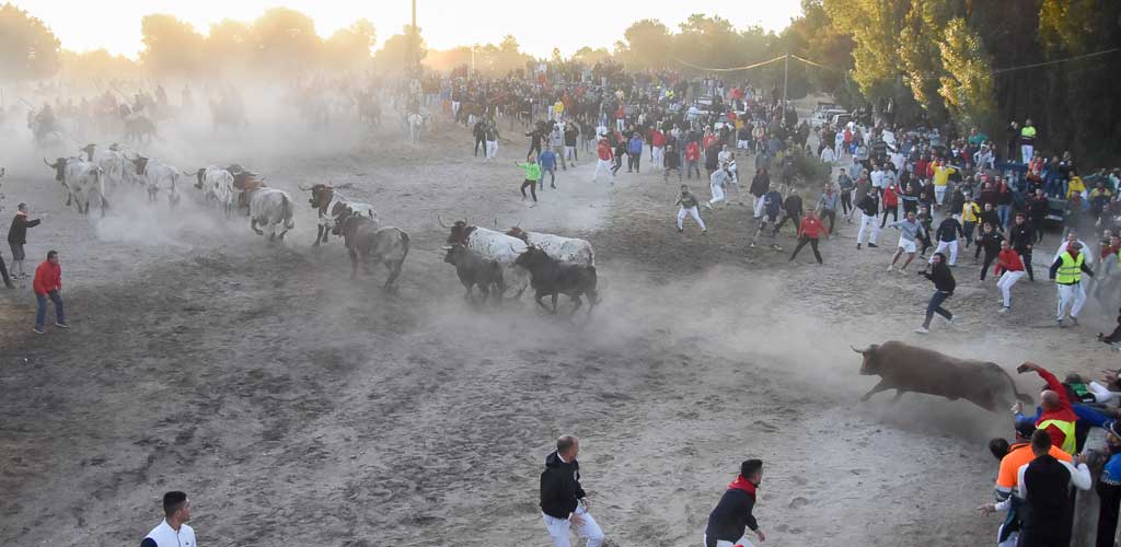 encierro-miercoles-cuellar-2025-paseos-ES-RM_1278 Suelta de los novillos de Montes de Oca en el encierro del miércoles de 2025. | Foto: Rubén de Miguel |