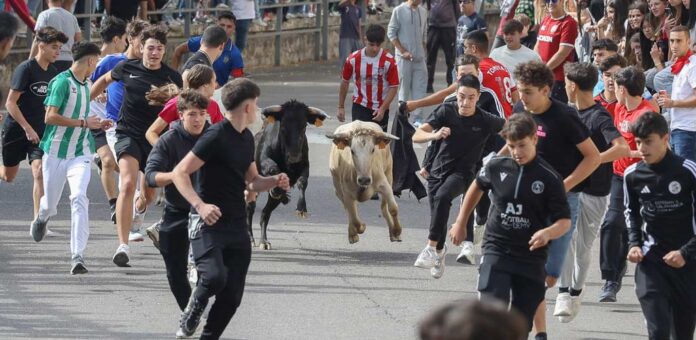 Encierro de vaquillas en San Miguel 2025. | Foto: Gabriel Gómez |