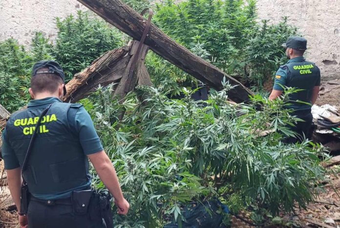 La Guardia Civil revisa la plantación de marihuana localizada en Navalmanzano. | Foto: Gaurdia Civil |