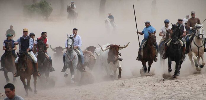 Paseo de bueyes de la Asociación Cuellarana Amigos del Caballo en 2025. | Foto: Nuria Pascual |