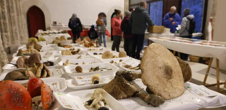 La Sociedad Micológica de Cuéllar mostró en sus jornadas los ejemplares recolectados a través del microscopio