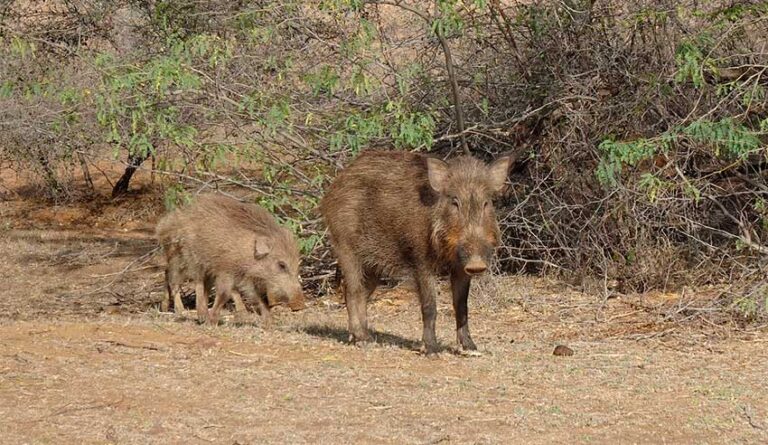 La Junta intensifica la prevención contra la Peste Porcina Africana con nuevas medidas de control cinegético sobre el jabalí