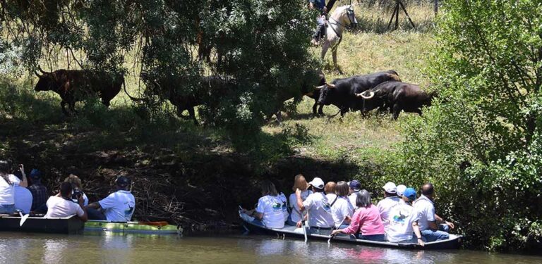 Encierros de Cuéllar comienza el año organizando una visita a la ganadería Arauz de Robles