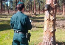 La Guardia Civil formula denuncias por explotación laboral y resinación ilegal en Vallelado Un agente de SEPRONA de la Guardia Civil en un pinar de Vallelado. | Foto: Guarcia Civil |