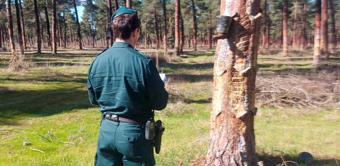 Un agente de SEPRONA de la Guardia Civil en un pinar de Vallelado. | Foto: Guarcia Civil |