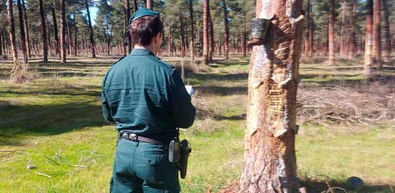 La Guardia Civil formula denuncias por explotación laboral y resinación ilegal en Vallelado