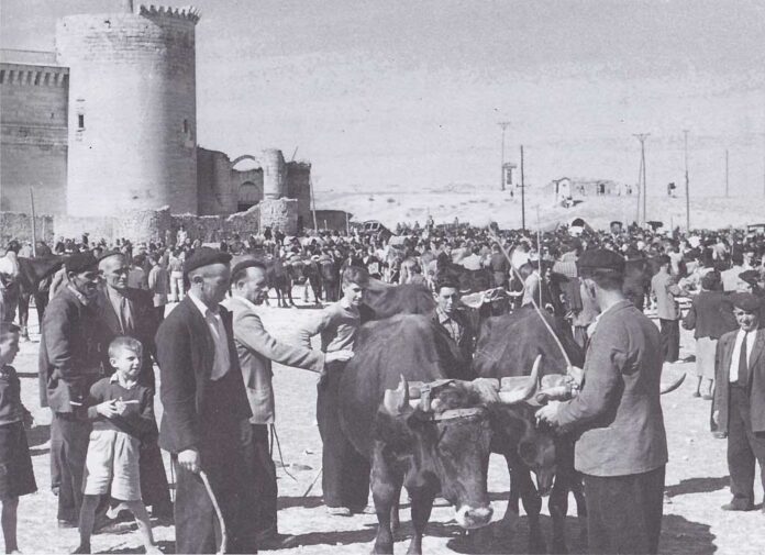 Feria de ganado en la explanada del Castillo de Cuéllar en 1955. | Foto: Rafael. Cedida pro al Asociación Cultural Peña La Plaga |