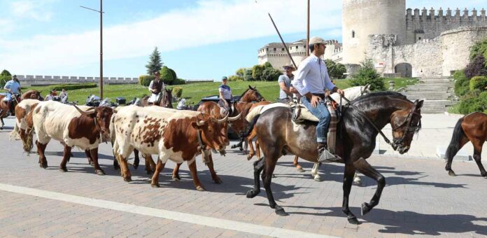Paseo con bueyes desde el Castillo de a El Henar organizado por la Asociación Amigos de Caballo de Cuéllar. | Foto: Gabriel Gómez |