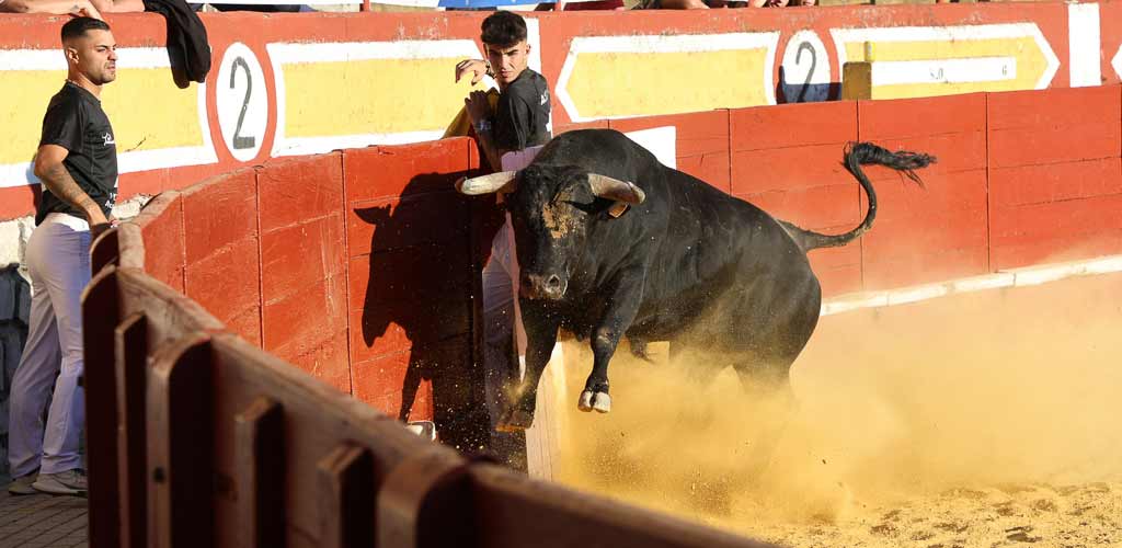 concurso-cortes-viernes-toros-2026-ES-GGG_9376 Concurso de Cortes de Cuéllar 2026. | Foto: Gabriel Gómez |
