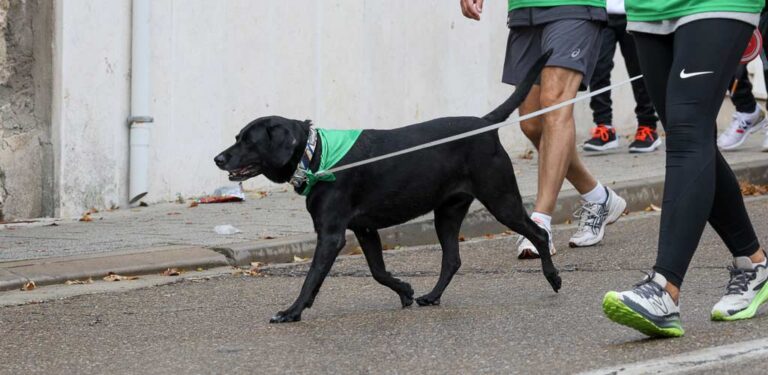 SOS Animales pone en marcha una campaña informativa para la tenencia responsable de perros